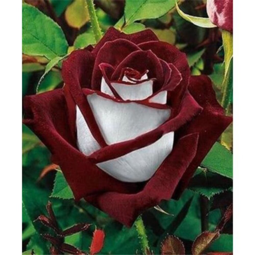 Love In Rose Bush 20 Seeds~ Rare